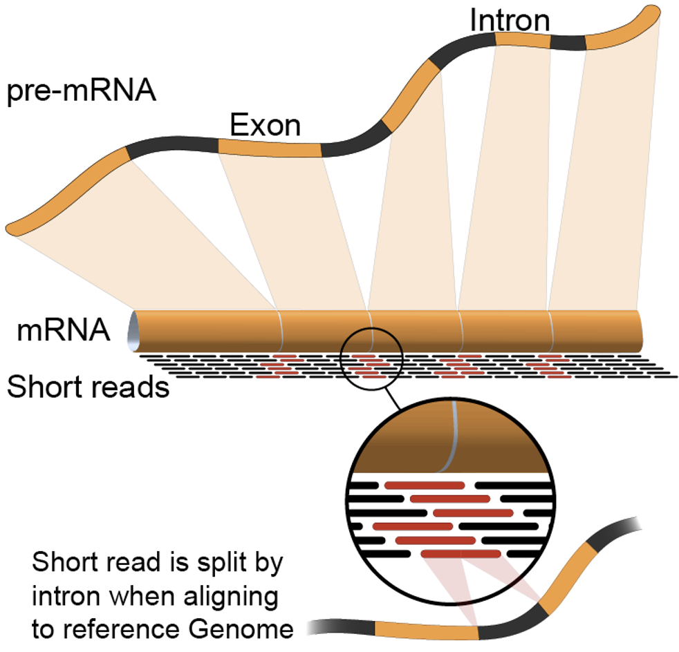 pre-spliced mRNA is spliced, sequenced, and aligned to a genome