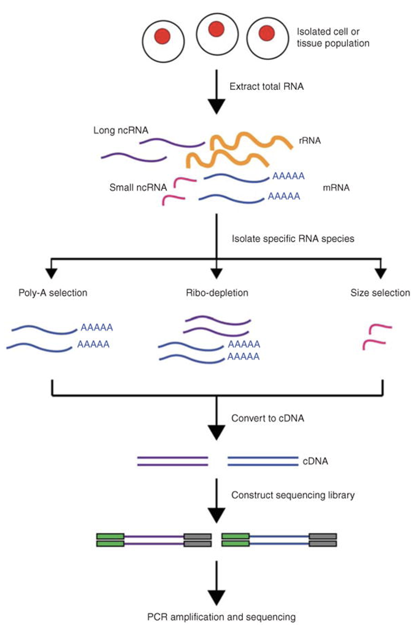 Total RNA is extracted from cells, RNA types can be isolated, then these are reverse-transcribed into cDNA, adapters added, then sequenced