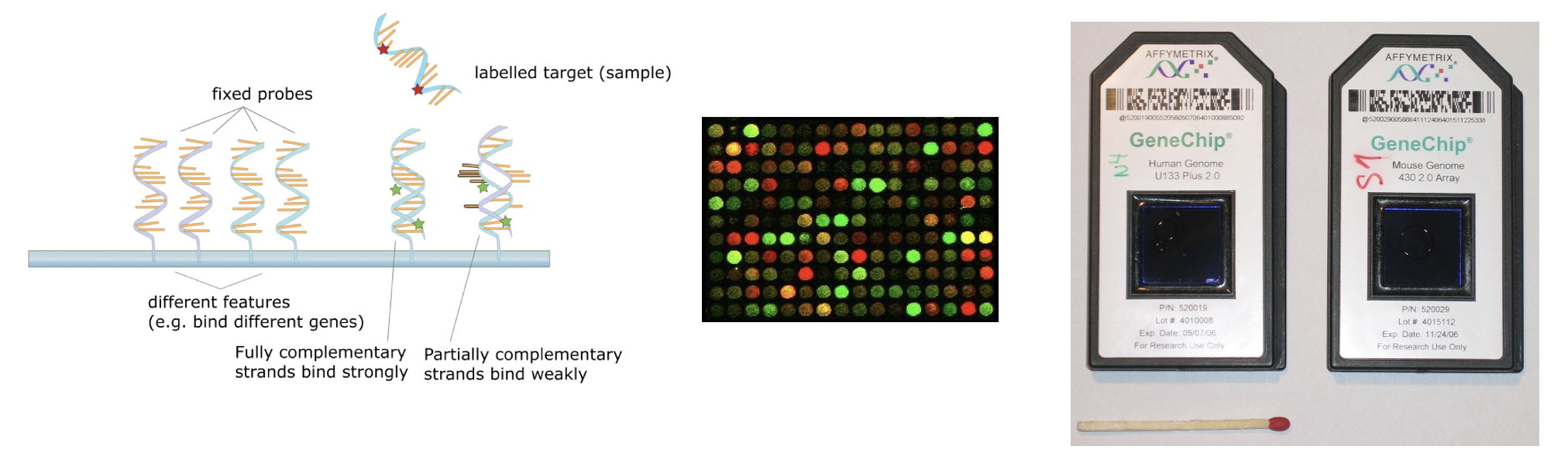 Visualization of microarrays from hybridization to imaging to the whole array