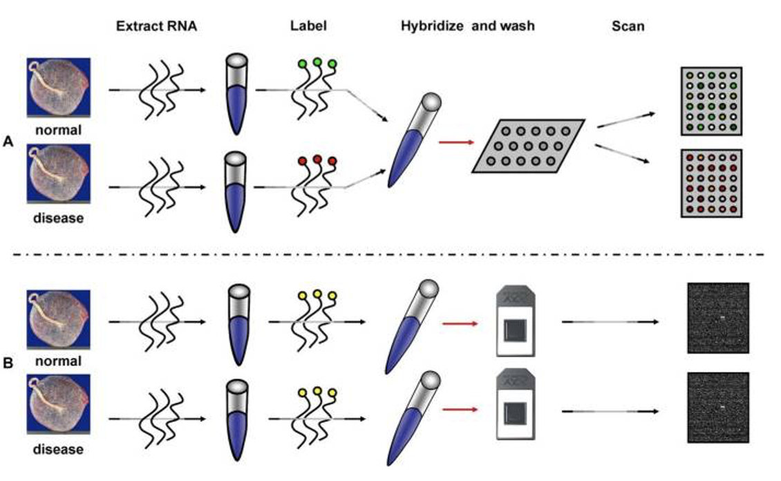 Two possible microarray workflows