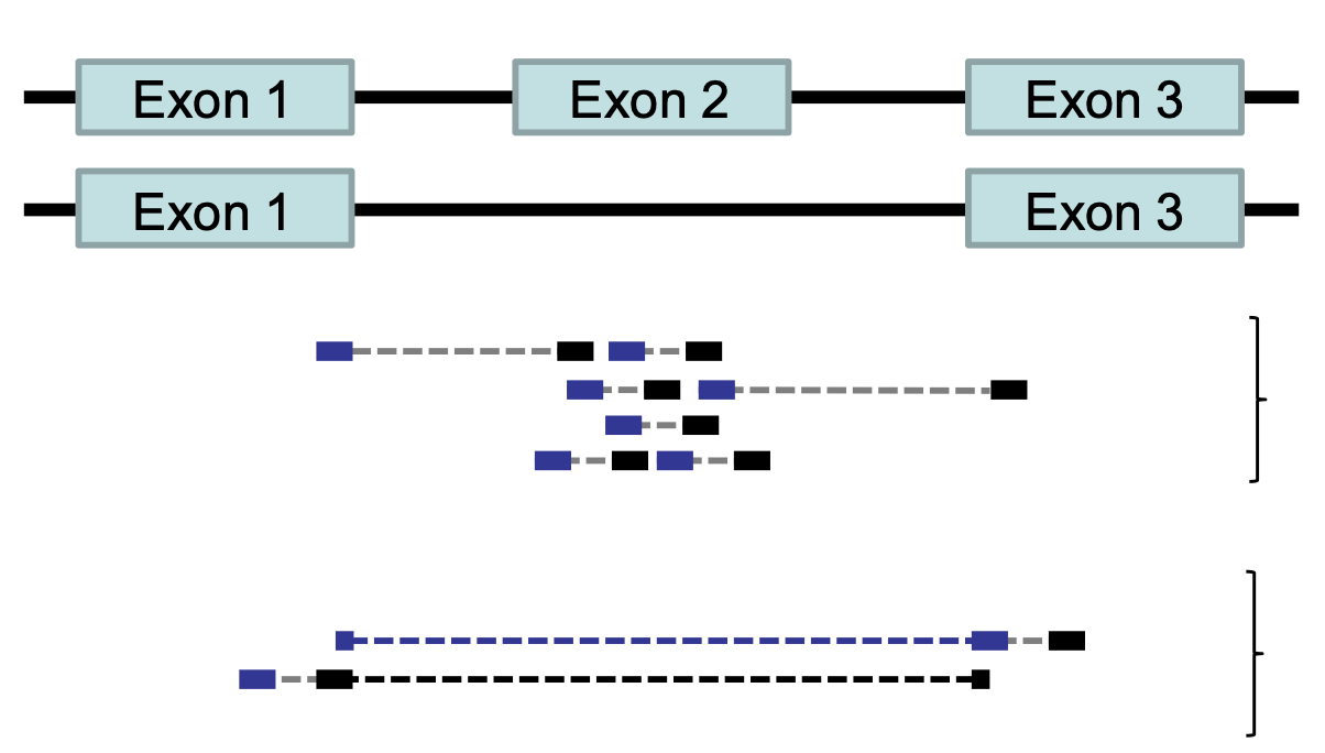 Multiple mRNA molecules can be spliced from the same transcribed sequence